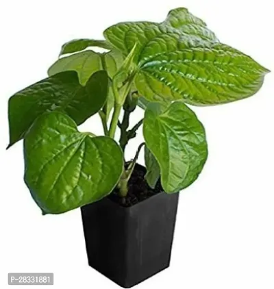 Fulmala Nursery Betel Leaf Plant Height 1.2-1.15 Fit, With Growing Bag