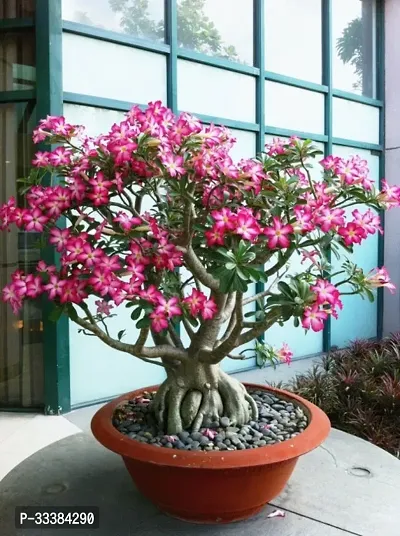 Adenium Flower Plant-thumb0