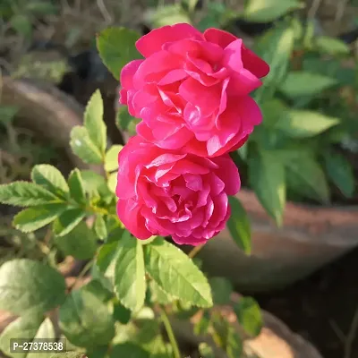 BALUBITA Hybrid Rose Plant[BB1933]-thumb0