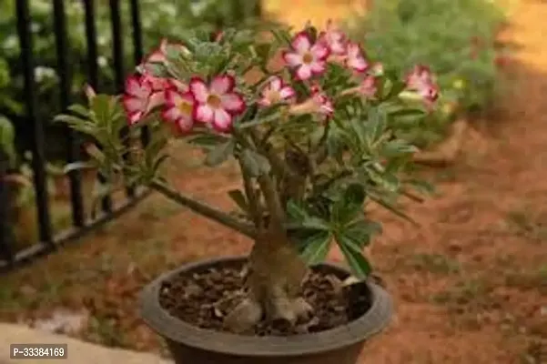 Adenium Flower Plant-thumb0