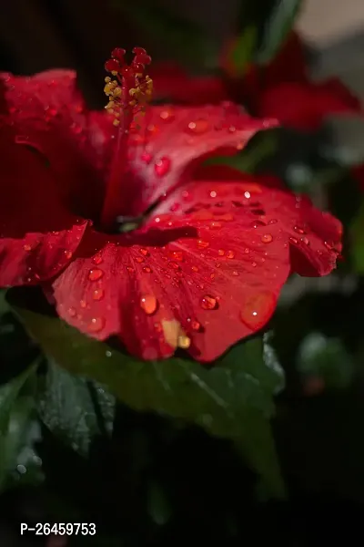 Hibiscus Plant