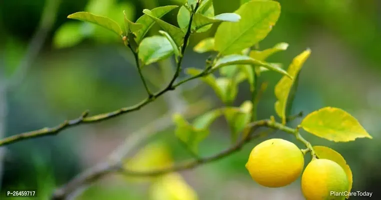 Lemon Plant