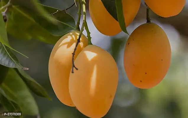 BALUBITA Hybrid Mango Plant[BB1765]-thumb0