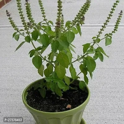 BALUBITA Hybrid Tulsi Plant[BB1849]-thumb2