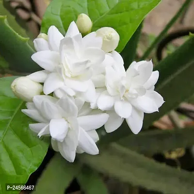 Jasmine PlantHybrid Esey To Grow No Nead To extra Care [ S346]-thumb0