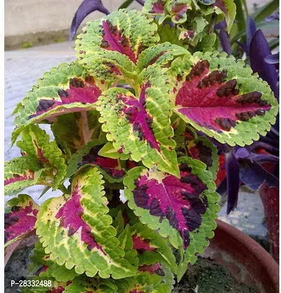 Fulmala Nursery Coleus Plant Height 1.2-1.382 Fit, With Growing Bag-thumb0