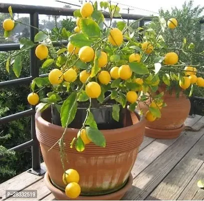 Fulmala Nursery Lemon Plant Height 1.2-1.407 Fit, With Growing Bag-thumb0