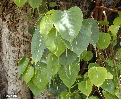 BALUBITA Hybrid Ficus Plant[BB1616]-thumb0