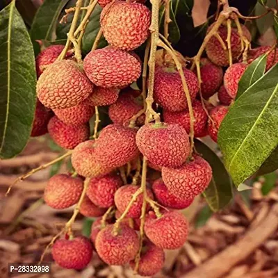 Fulmala Nursery Litchi Plant Height 1.2-1.184 Fit, With Growing Bag-thumb0