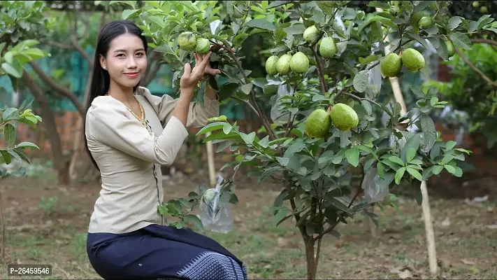 Guava Plant