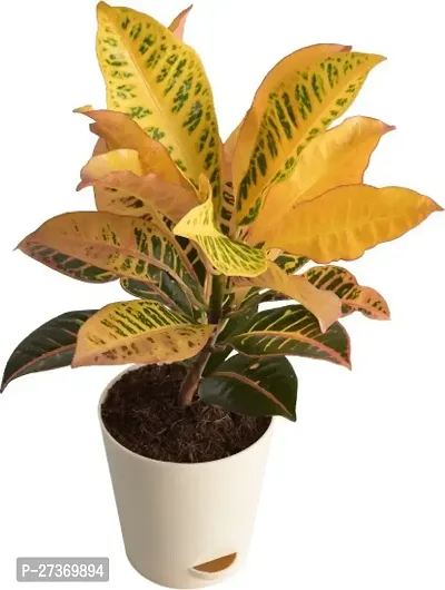 BALUBITA Hybrid Croton Plant[BB1578]-thumb0