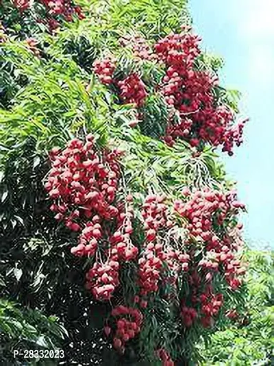 Fulmala Nursery Litchi Plant Height 1.2-1.125 Fit, With Growing Bag-thumb0