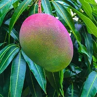 BALUBITA Hybrid Mango Plant[BB1687]-thumb2