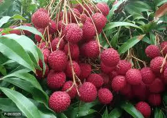 Fulmala Nursery Litchi Plant Height 1.2-1.259 Fit, With Growing Bag-thumb0