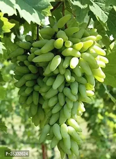 Fulmala Nursery Grapes Plant Height 1.2-1.492 Fit, With Growing Bag-thumb0