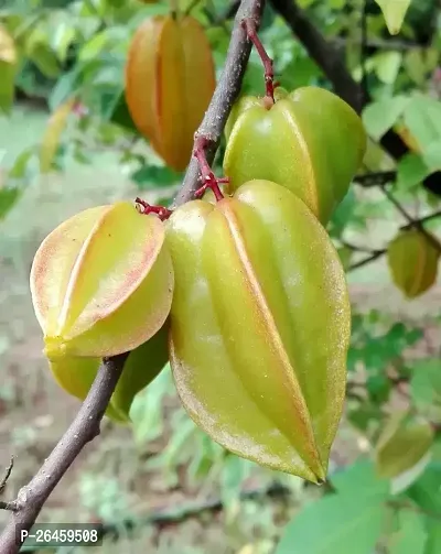 Star Fruit Carambola Grafted Plant