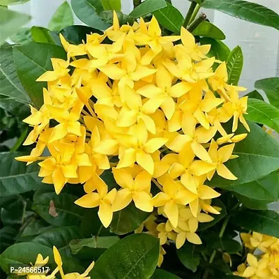 Trothic Ixora/Chethi PlantHybrid Esey To Grow No Nead To extra Care [ S394]-thumb0