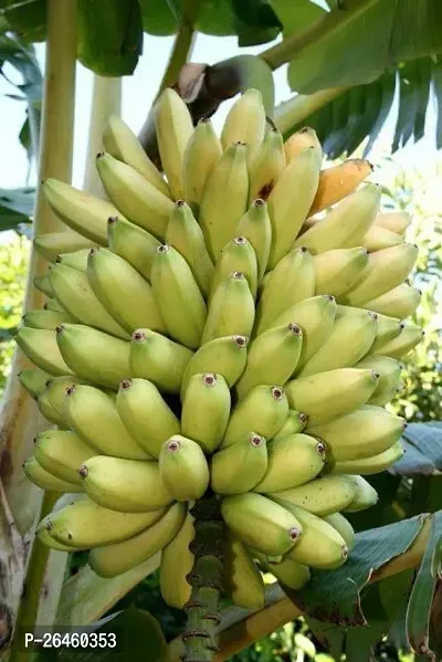 Banana Plant