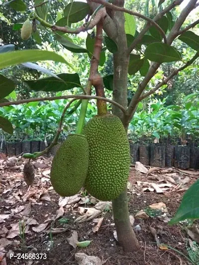 Jackfruit PlantHybrid Esey To Grow No Nead To extra Care [ S254]-thumb0