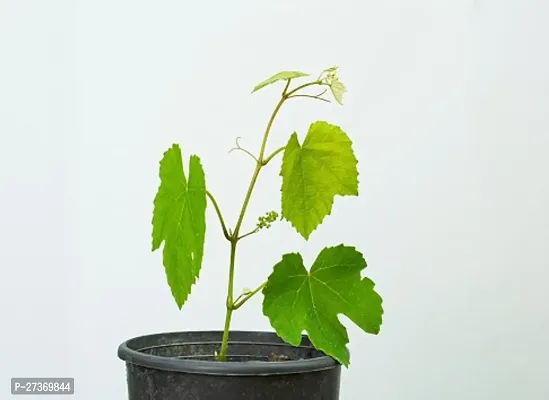 BALUBITA Hybrid Grape Plant[BB1553]-thumb2