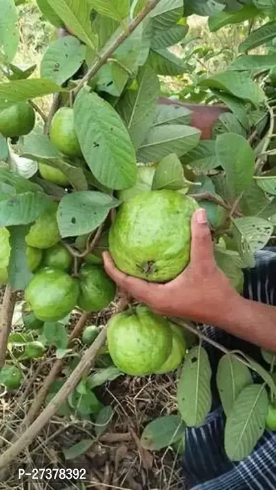 BALUBITA Hybrid Guava Plant[BB1788]-thumb0