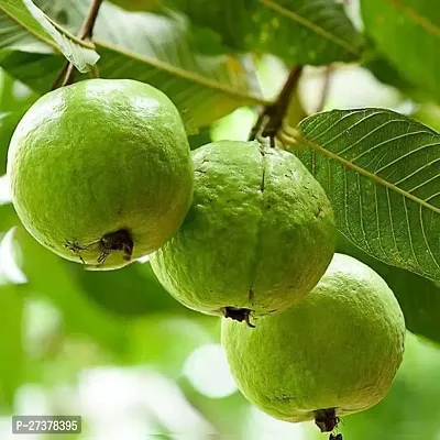 BALUBITA Hybrid Guava Plant[BB1791]-thumb0