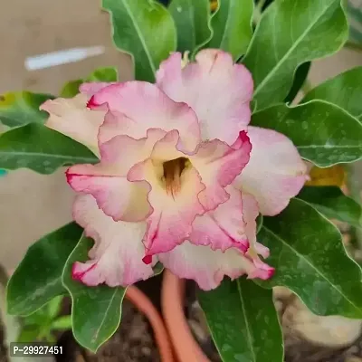 Adenium Desert Rose Flowering Plant-thumb0