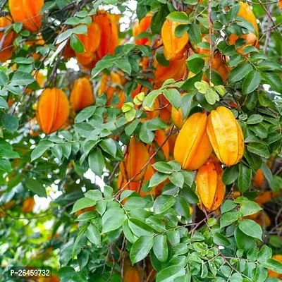 Star Fruit Carambola Grafted Plant