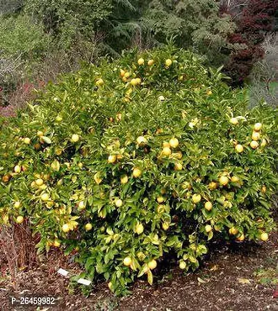 Lemon Plant