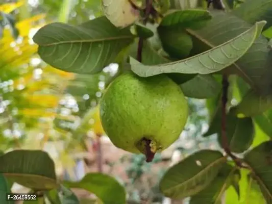 Guava Plant-thumb0