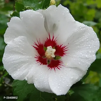 Hibiscus Plant-thumb0