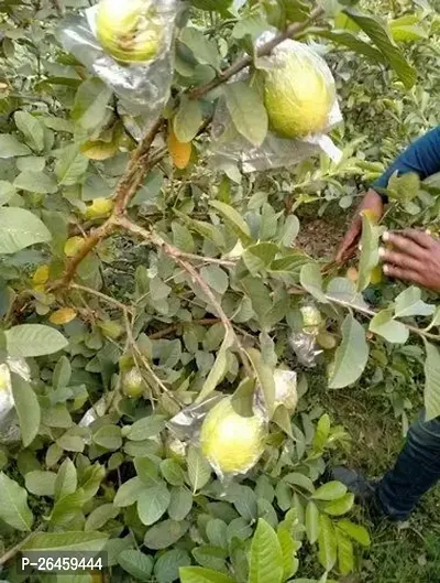 Guava Plant