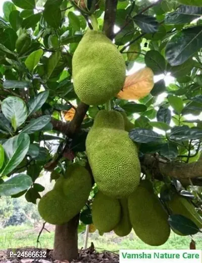 Jackfruit PlantHybrid Esey To Grow No Nead To extra Care [ S509]-thumb0