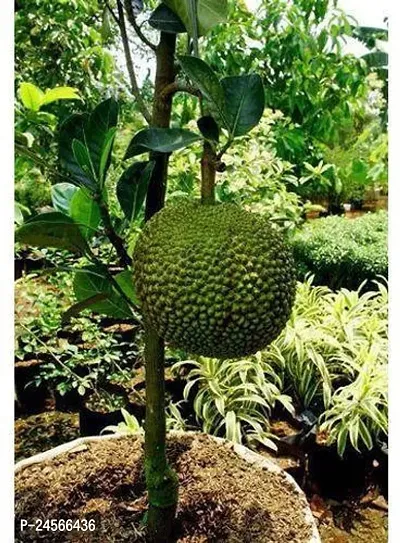 Jack Fruit PlantHybrid Esey To Grow No Nead To extra Care [ S315]-thumb0