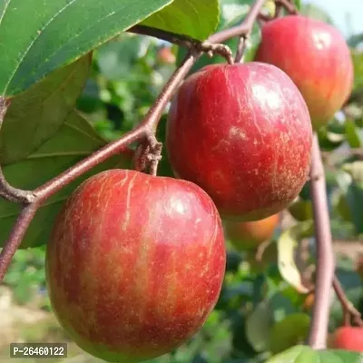 Ber Apple Plant