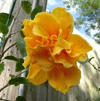 BALUBITA Hybrid Hibiscus Plant[BB1881]-thumb2