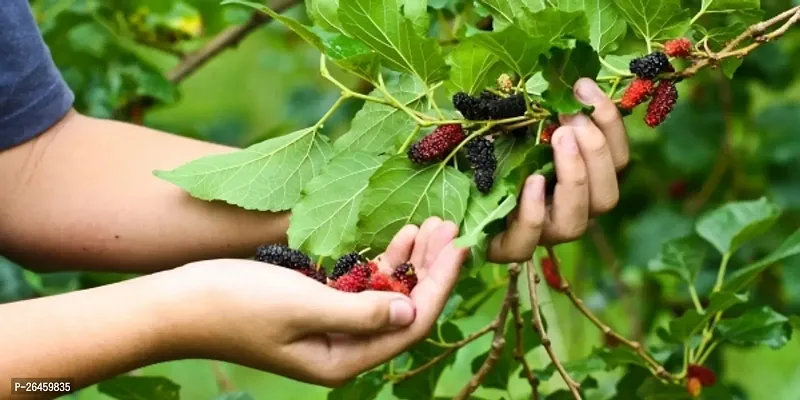 Shahtoot/Mulberry Plant