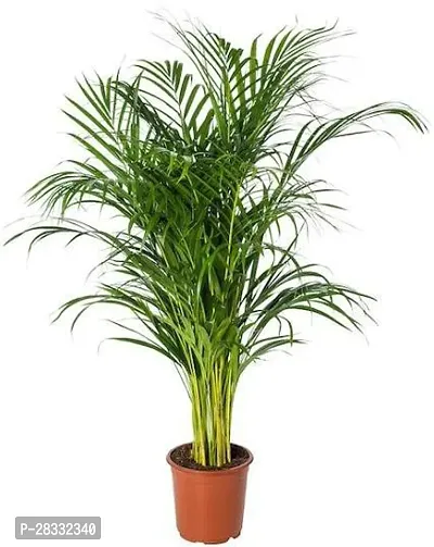 Fulmala Nursery Areca Plam , Plant Hight 1.2-1.270 Fit, With Growing Bag-thumb0