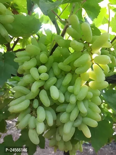 Grapes PlantHybrid Esey To Grow No Nead To extra Care [ S32]-thumb0