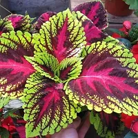 BALUBITA Hybrid Coleus Plant[BB1609]-thumb1