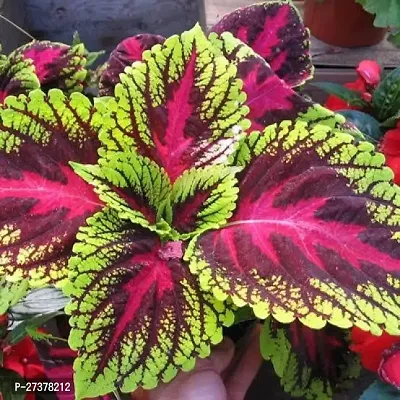 BALUBITA Hybrid Coleus Plant[BB1609]-thumb2