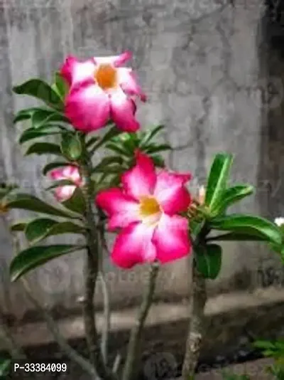 Adenium Flower Plant-thumb0