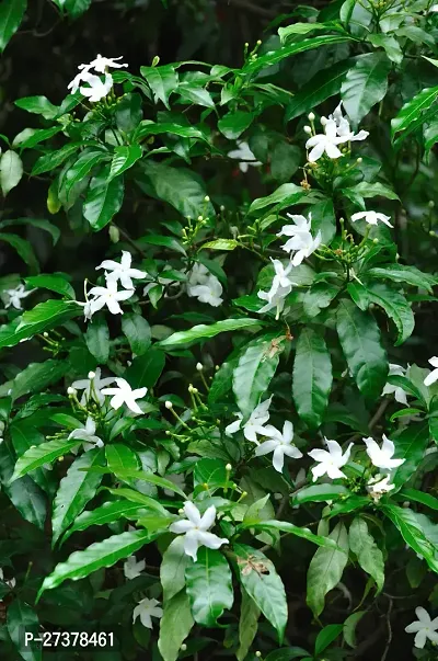 BALUBITA Hybrid Jasmine Plant[BB1857]-thumb0