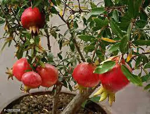 Fulmala Nursery Pomegranate Plant Height 1.2-1.220 Fit, With Growing Bag-thumb0