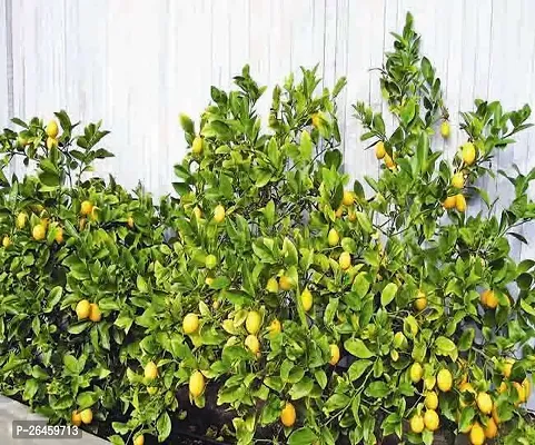 Lemon Plant