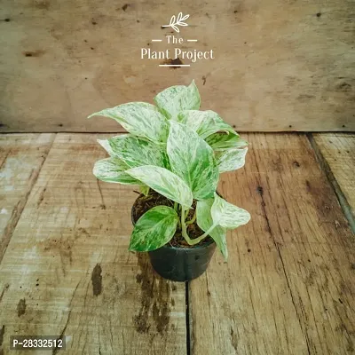 Fulmala Nursery Money Plant Height 1.2-1.402 Fit, With Growing Bag-thumb0