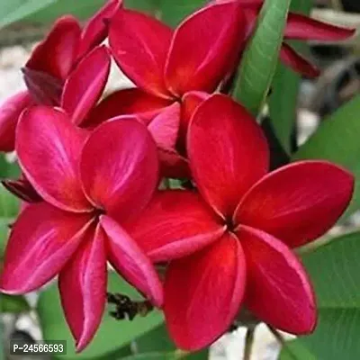 Plumeria PlantHybrid Esey To Grow No Nead To extra Care [ S470]-thumb0