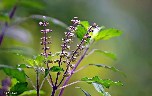 BALUBITA Hybrid Tulsi Plant[BB1628]-thumb0