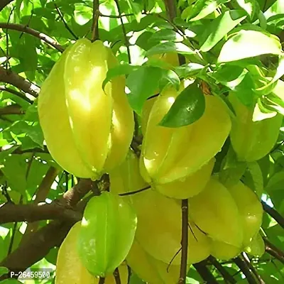 Star Fruit Carambola Grafted Plant-thumb0