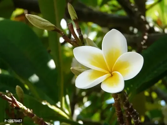 BALUBITA Hybrid Plumeria Plant[BB1863]-thumb2